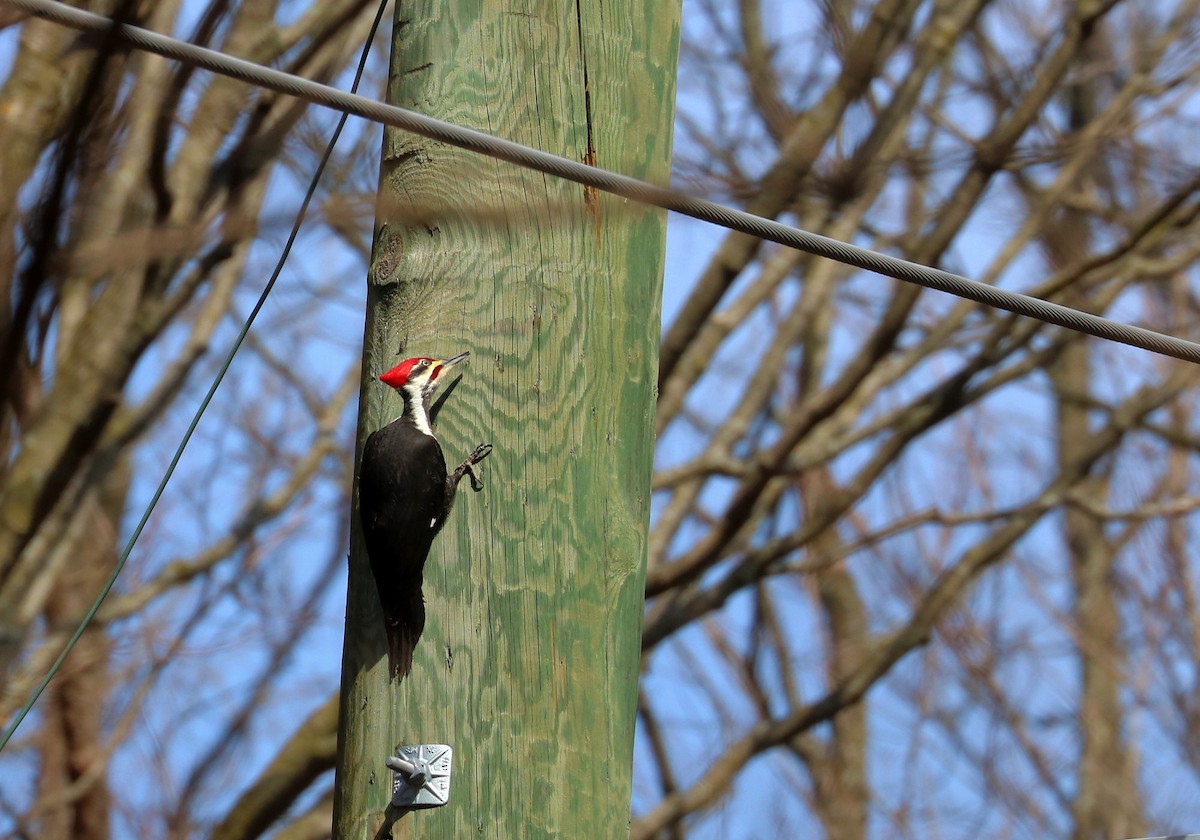 Pileated Woodpecker - ML616782852