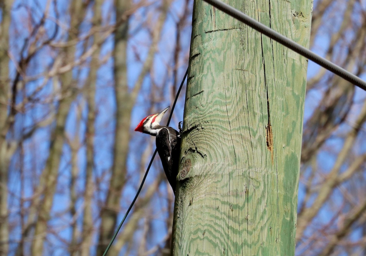 Pileated Woodpecker - ML616782853