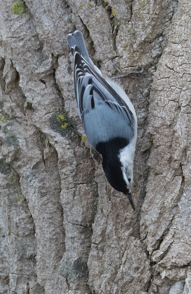 White-breasted Nuthatch - ML616782913