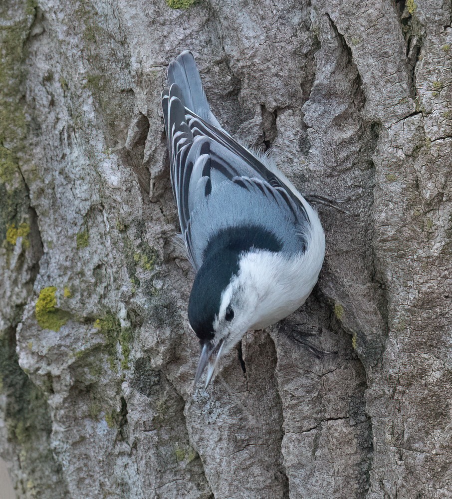 White-breasted Nuthatch - ML616782915