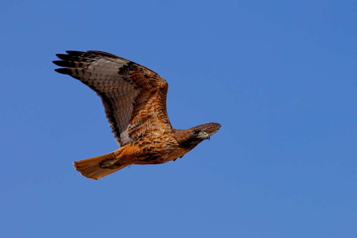 Red-tailed Hawk - ML616782934