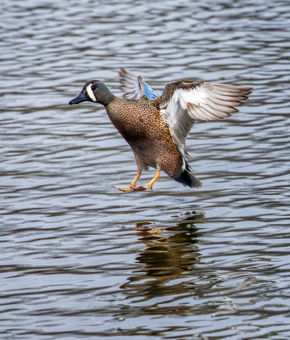 Blue-winged Teal - ML616782975
