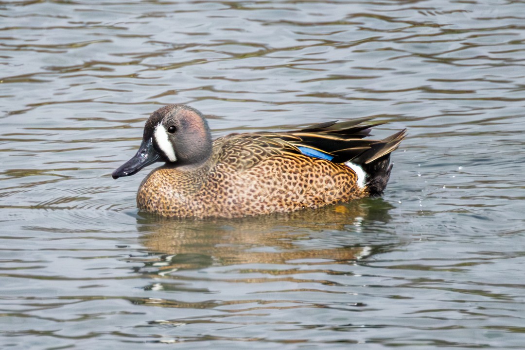 Blue-winged Teal - ML616782976