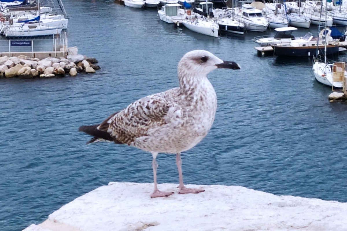Yellow-legged Gull (michahellis) - ML616783013