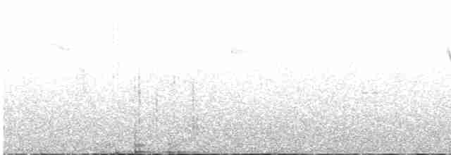 Buztanikara horia - ML616783035