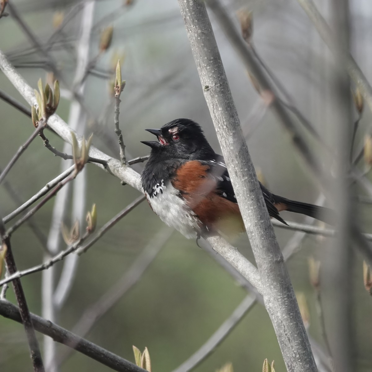 Spotted Towhee - ML616783048