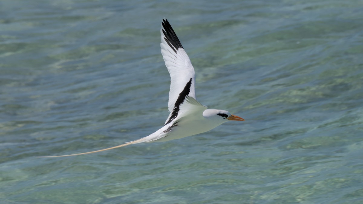 White-tailed Tropicbird - ML616783161