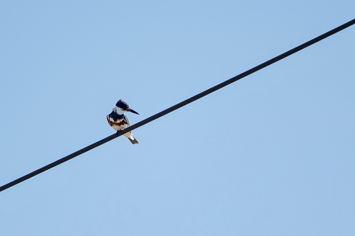 Belted Kingfisher - ML616783390