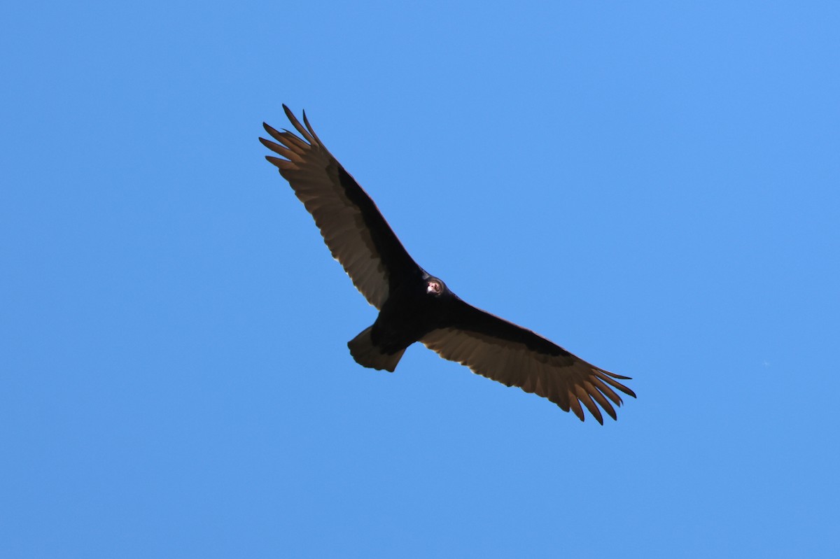 Turkey Vulture - Paul Prappas
