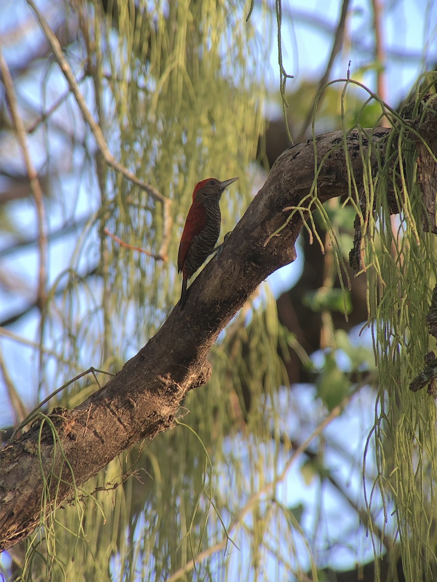 Blood-colored Woodpecker - ML616783500