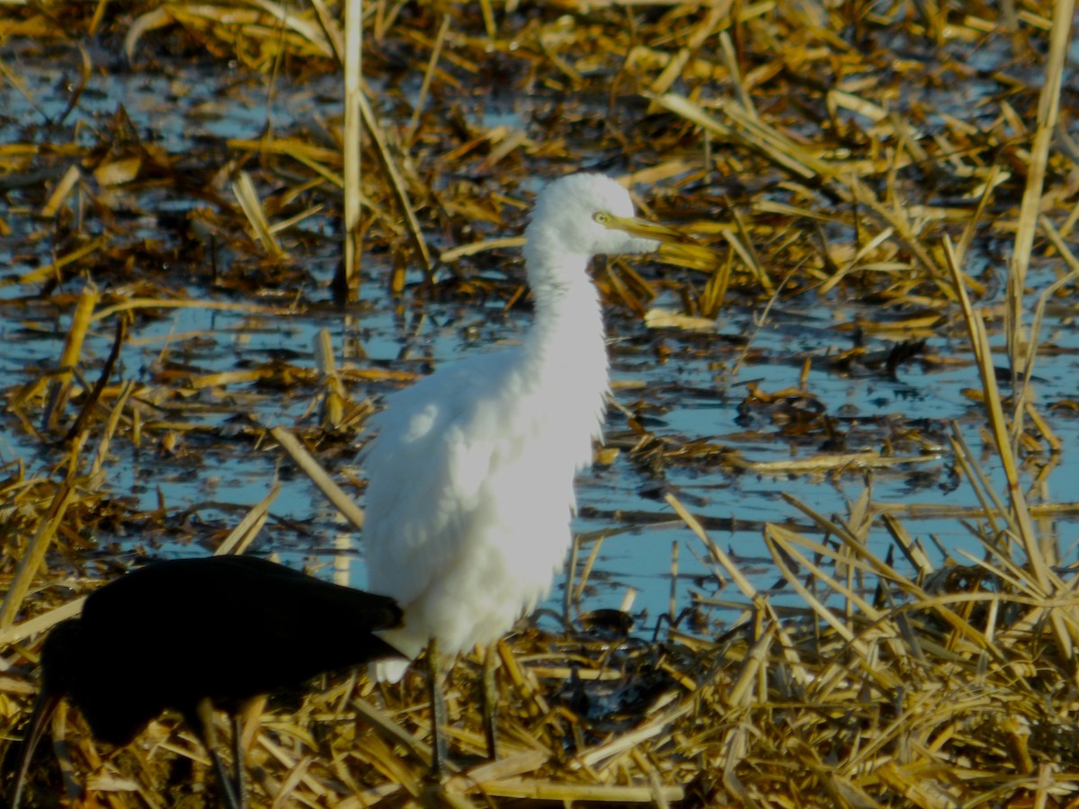 Чапля єгипетська (підвид ibis) - ML616783921