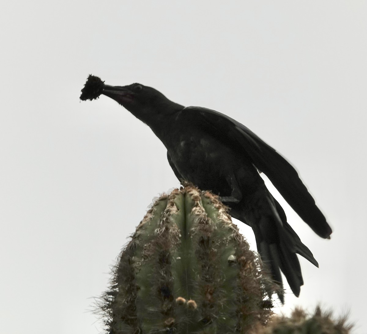 Sinaloa Crow - ML616784107