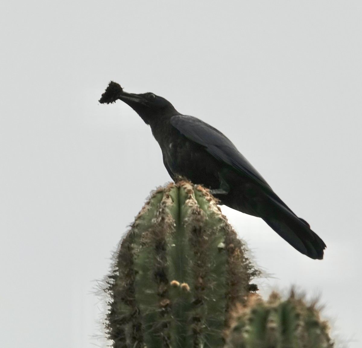 Sinaloa Crow - ML616784108