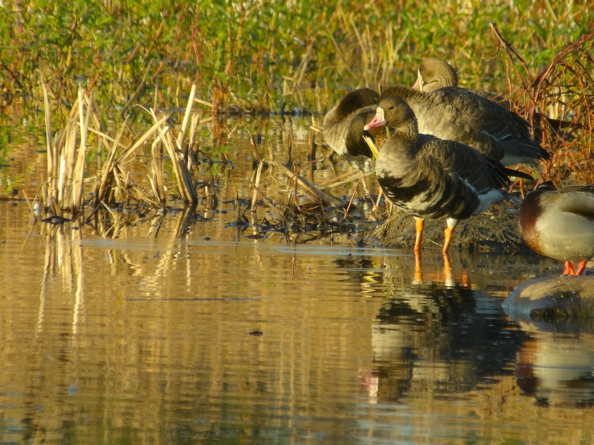 Greater White-fronted Goose - ML616784150