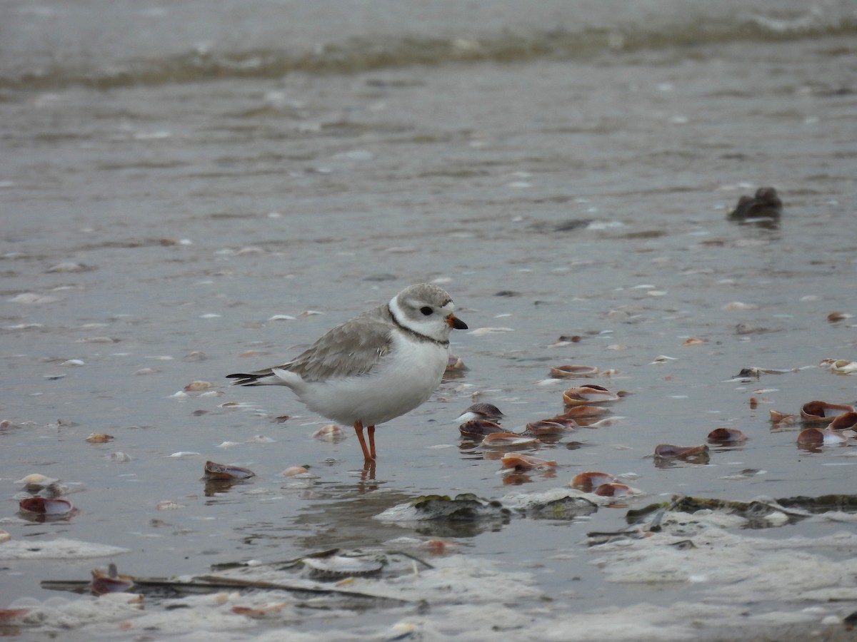 Piping Plover - ML616784270