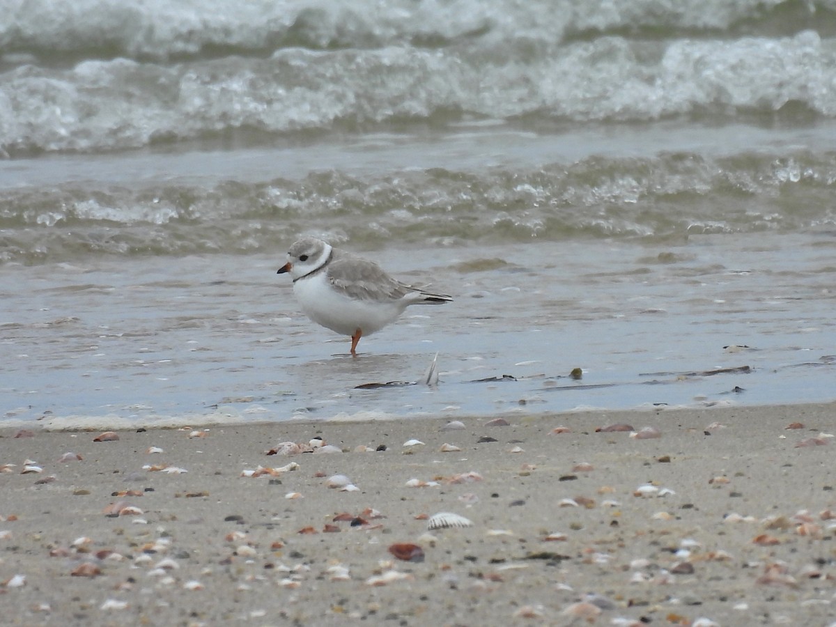 Piping Plover - ML616784271