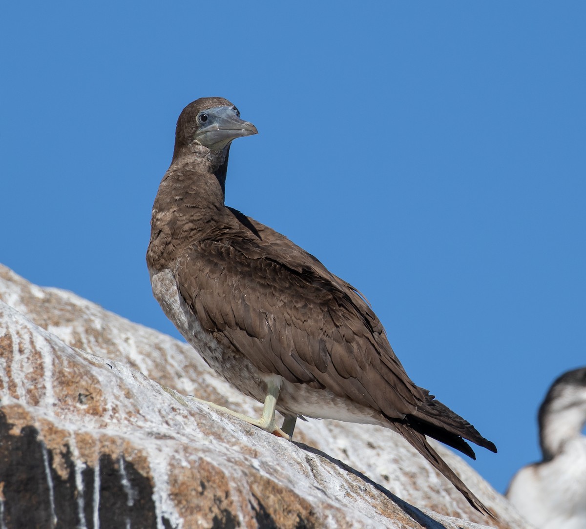 Brown Booby - ML616784338