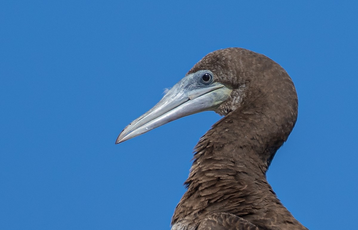 Brown Booby - ML616784341