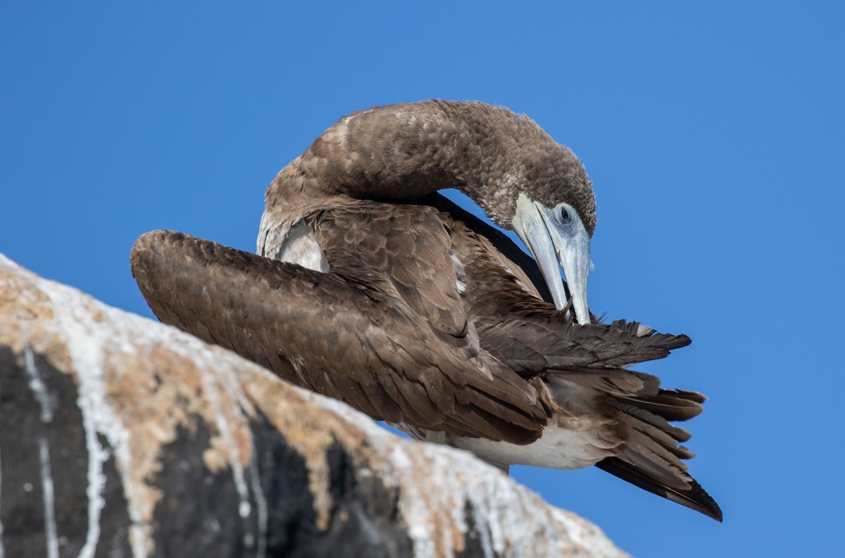 Brown Booby - ML616784351