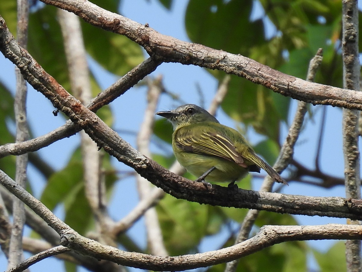 Gray-crowned Flatbill - ML616784380