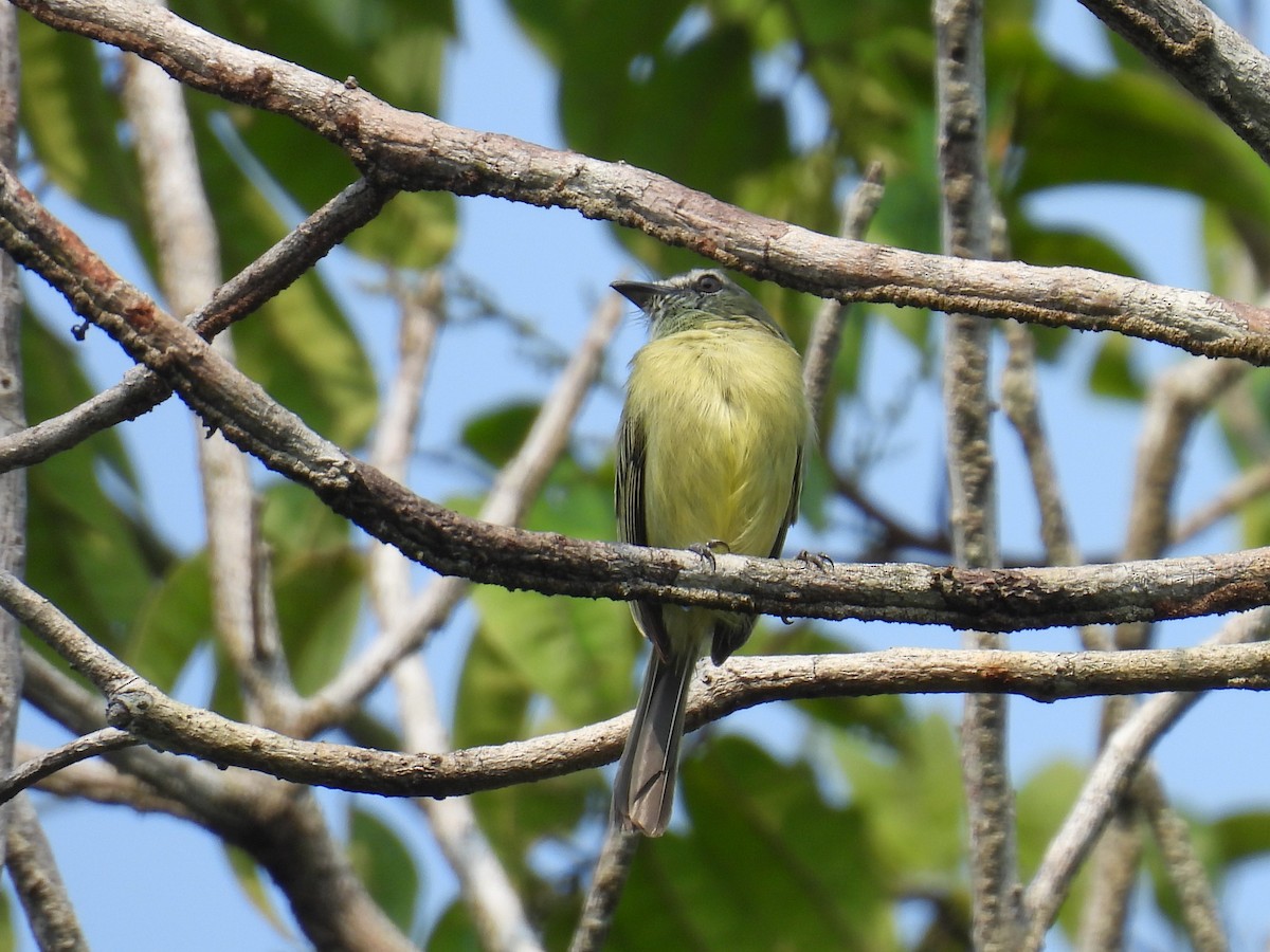 Gray-crowned Flatbill - ML616784381
