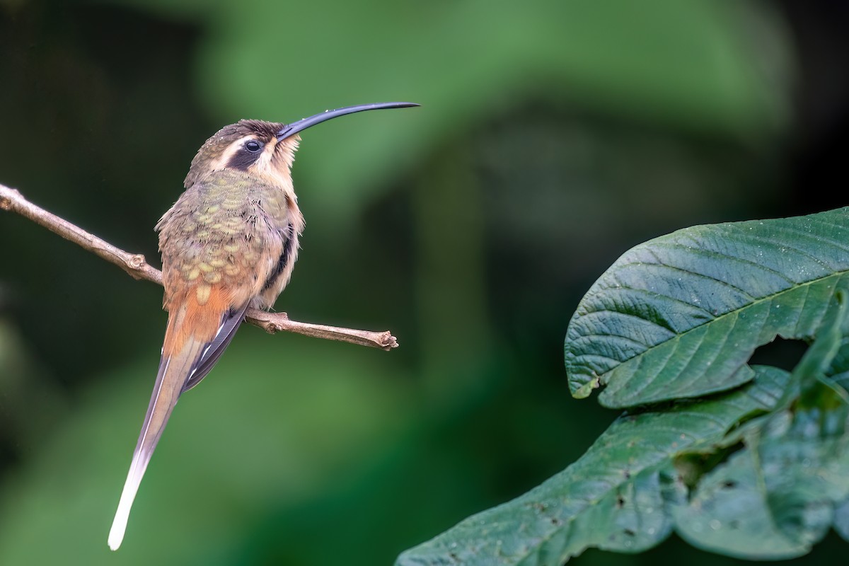 kolibřík Pretreův - ML616784388