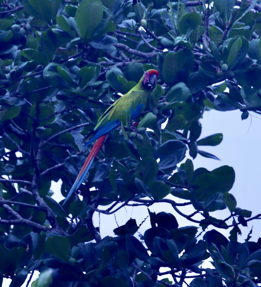 Great Green Macaw - ML616784394
