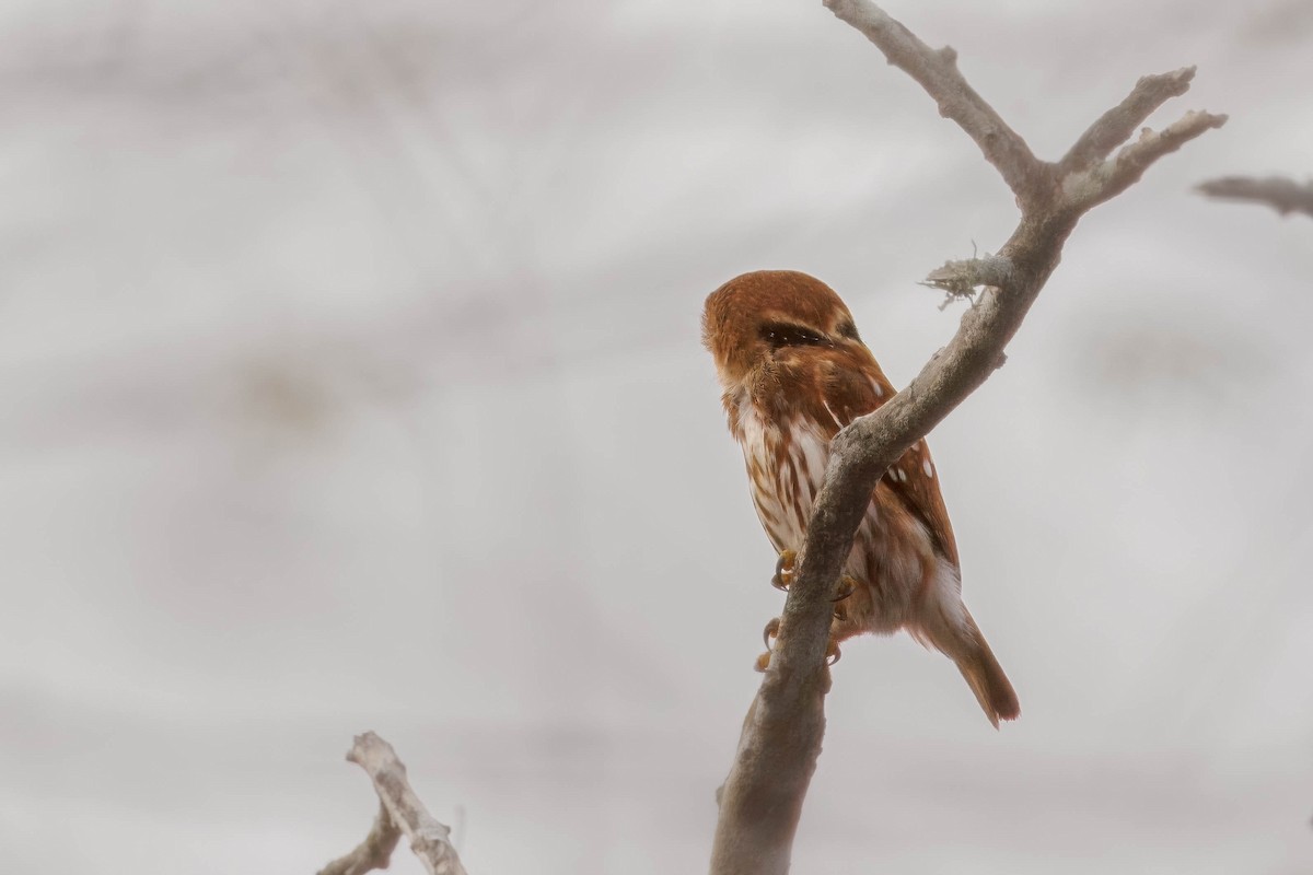 Ferruginous Pygmy-Owl - Hans Wohlmuth