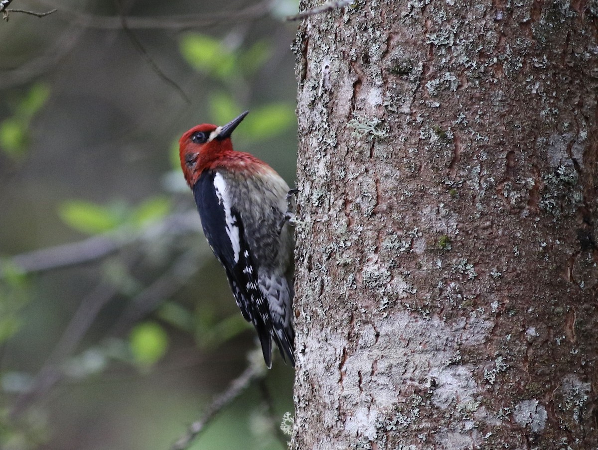 Red-breasted Sapsucker - ML616784678
