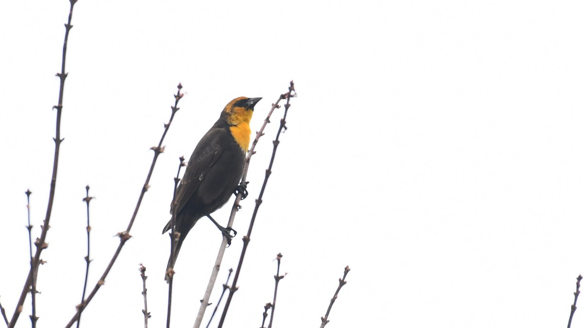 eBird Checklist - 1 Apr 2024 - Wallkill River NWR--Oil City Rd. (NY ...