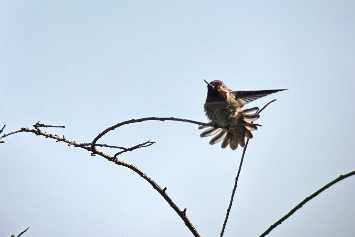 Anna's Hummingbird - ML616784735