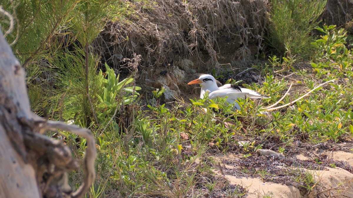 White-tailed Tropicbird - ML616784807
