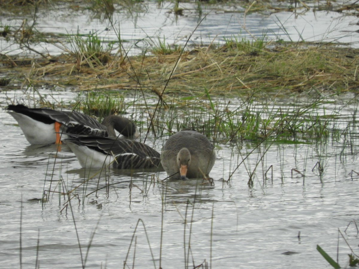 Greater White-fronted Goose - ML616784814
