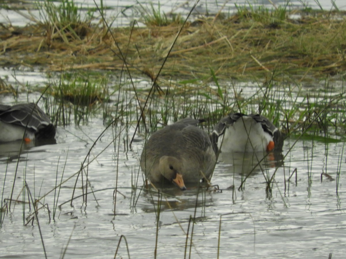 Greater White-fronted Goose - ML616784817