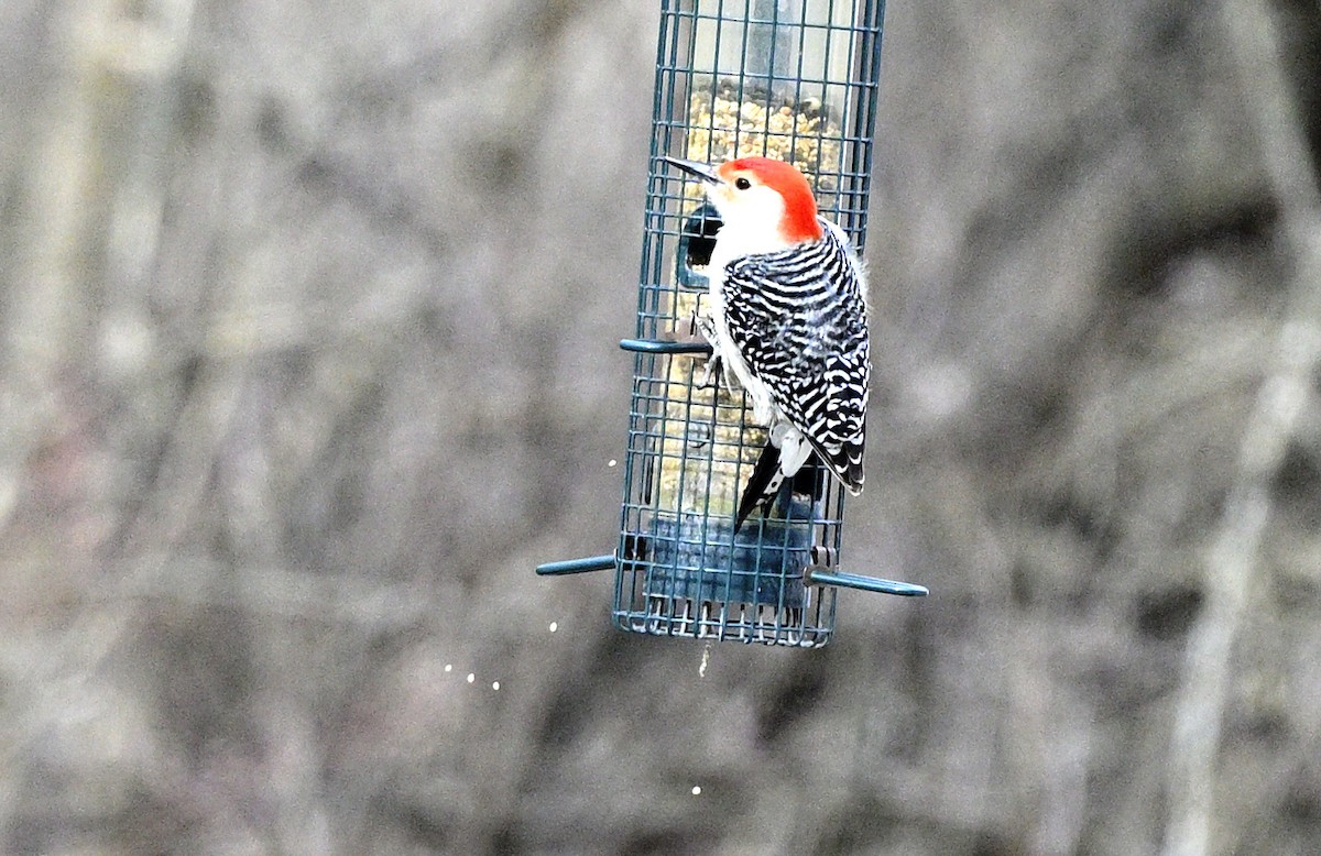 Red-bellied Woodpecker - ML616784860
