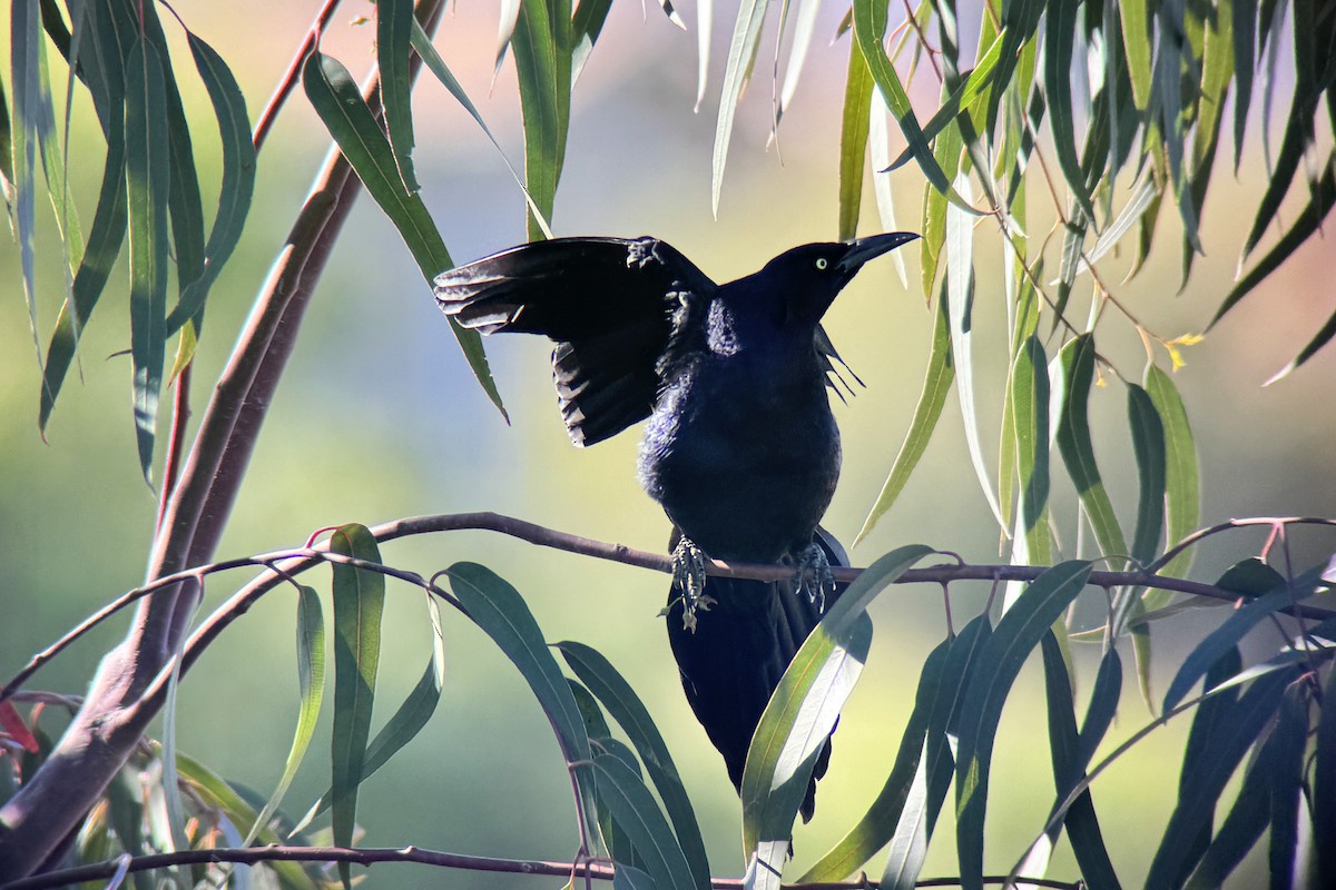 Great-tailed Grackle - ML616784903