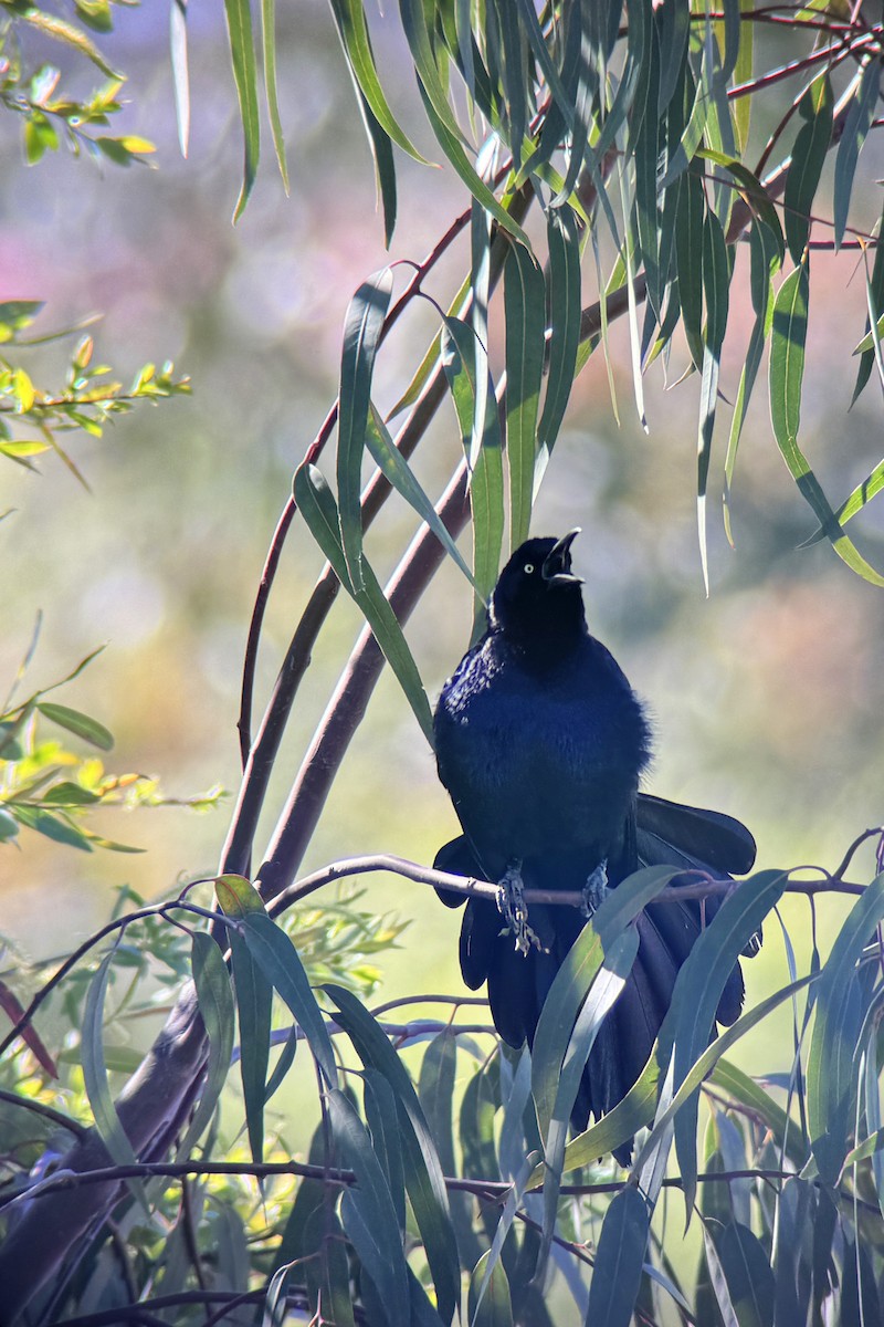 Great-tailed Grackle - ML616784906