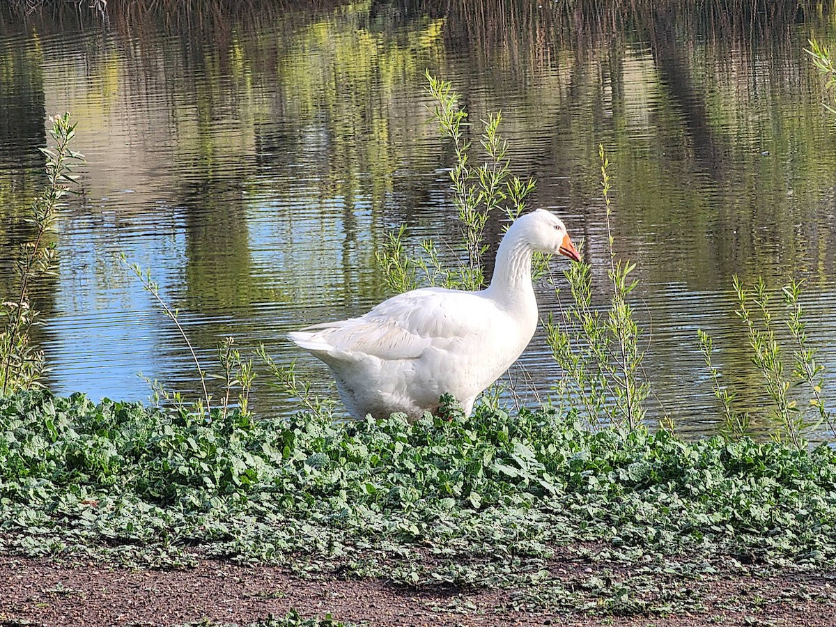Domestic goose sp. (Domestic type) - Shari Birder