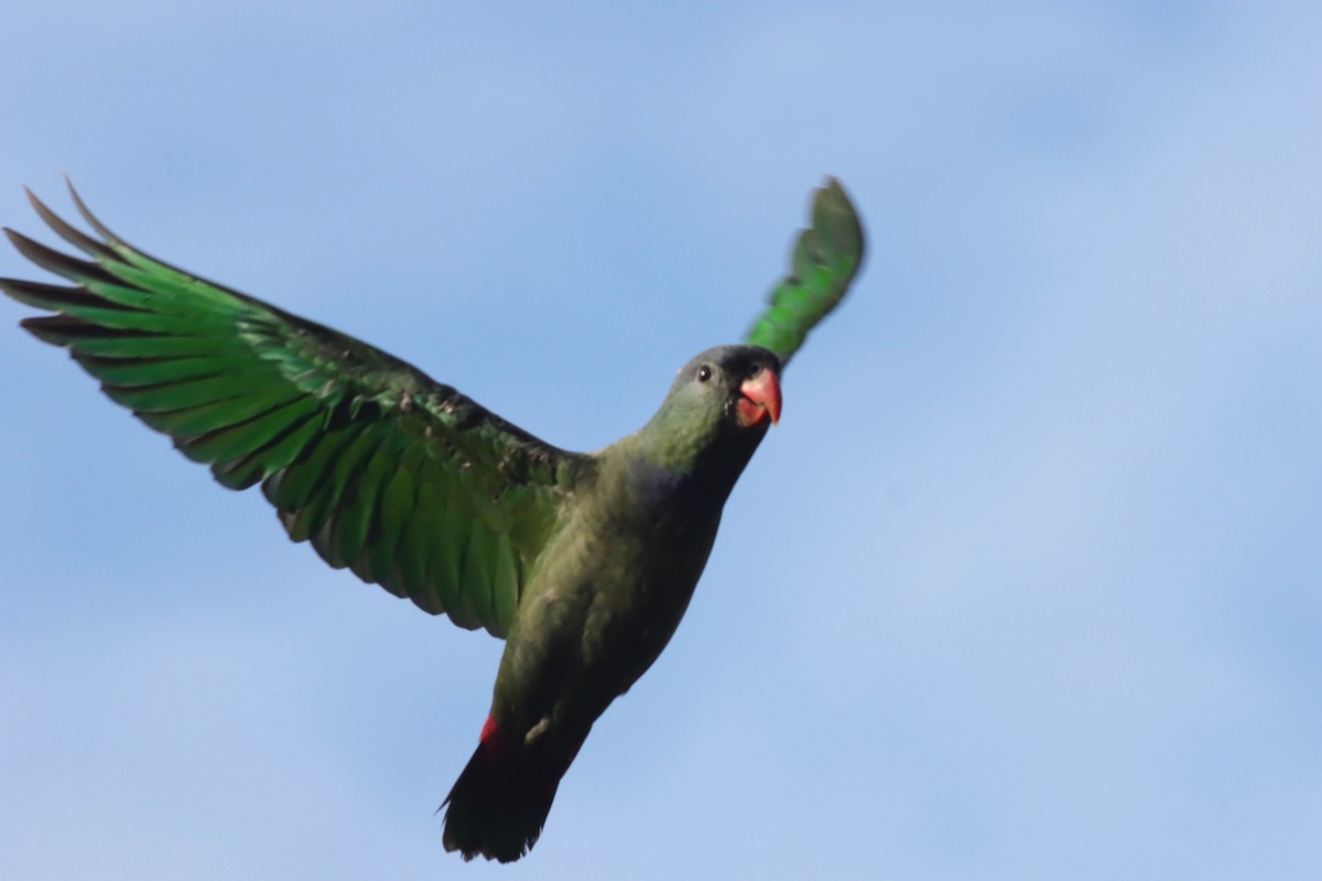 Red-billed Parrot - ML616784946