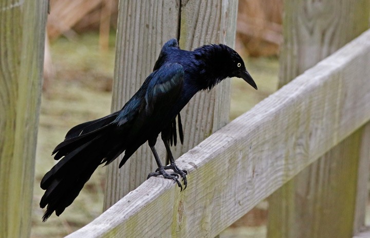 Great-tailed Grackle - ML616785033