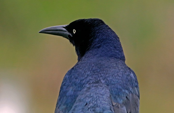 Great-tailed Grackle - ML616785034
