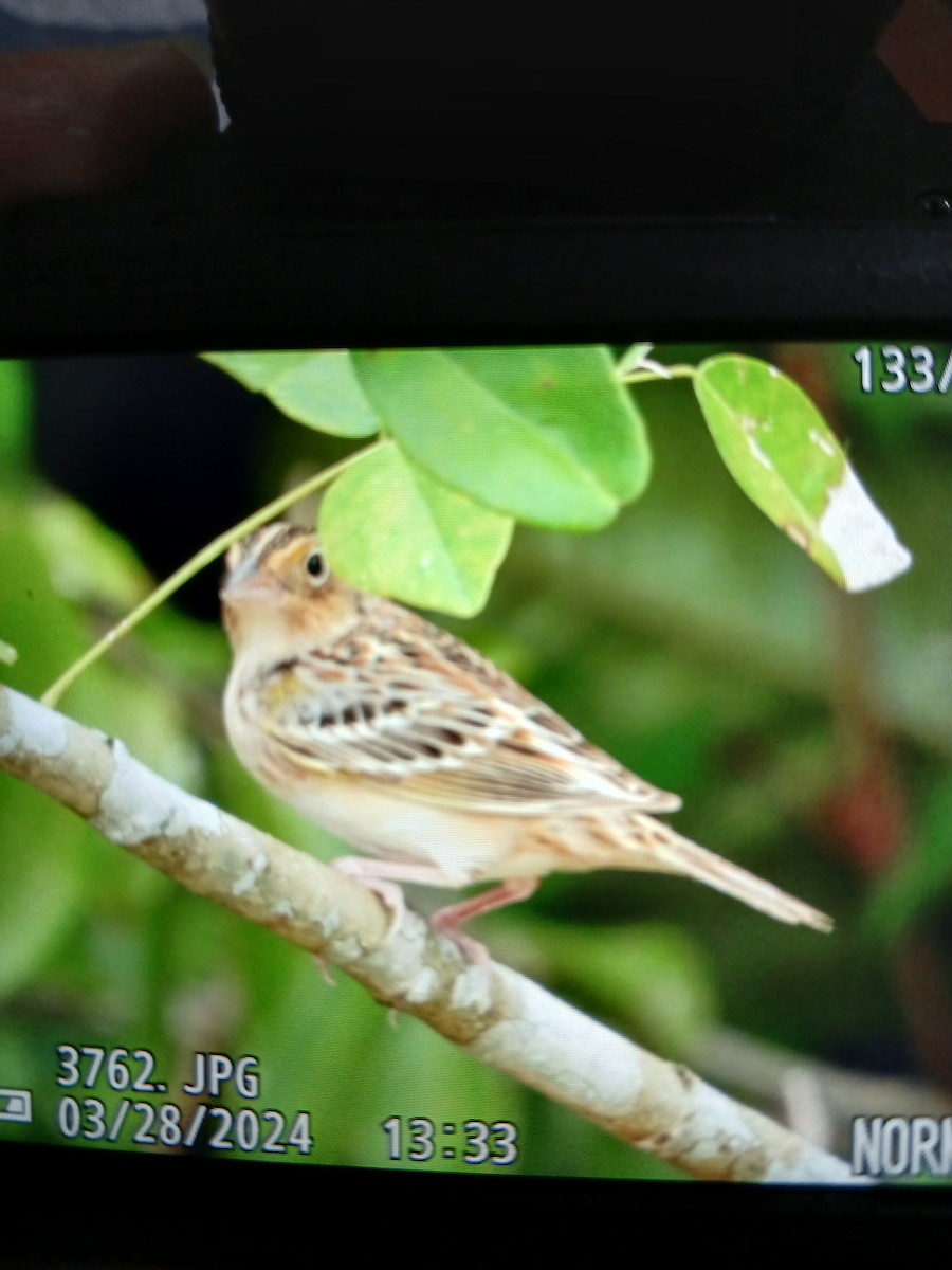 Grasshopper Sparrow - ML616785055