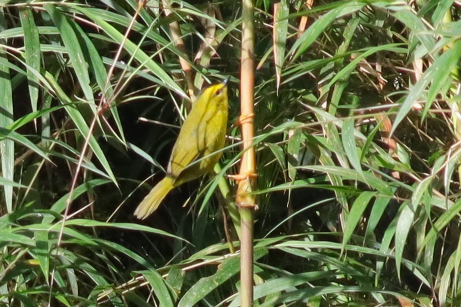 Black-crested Warbler - ML616785066