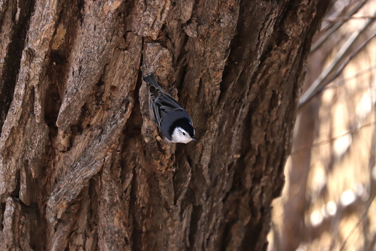 White-breasted Nuthatch - ML616785151
