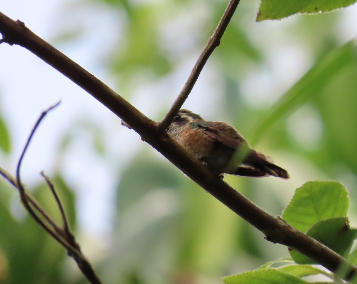 Speckled Hummingbird - ML616785154