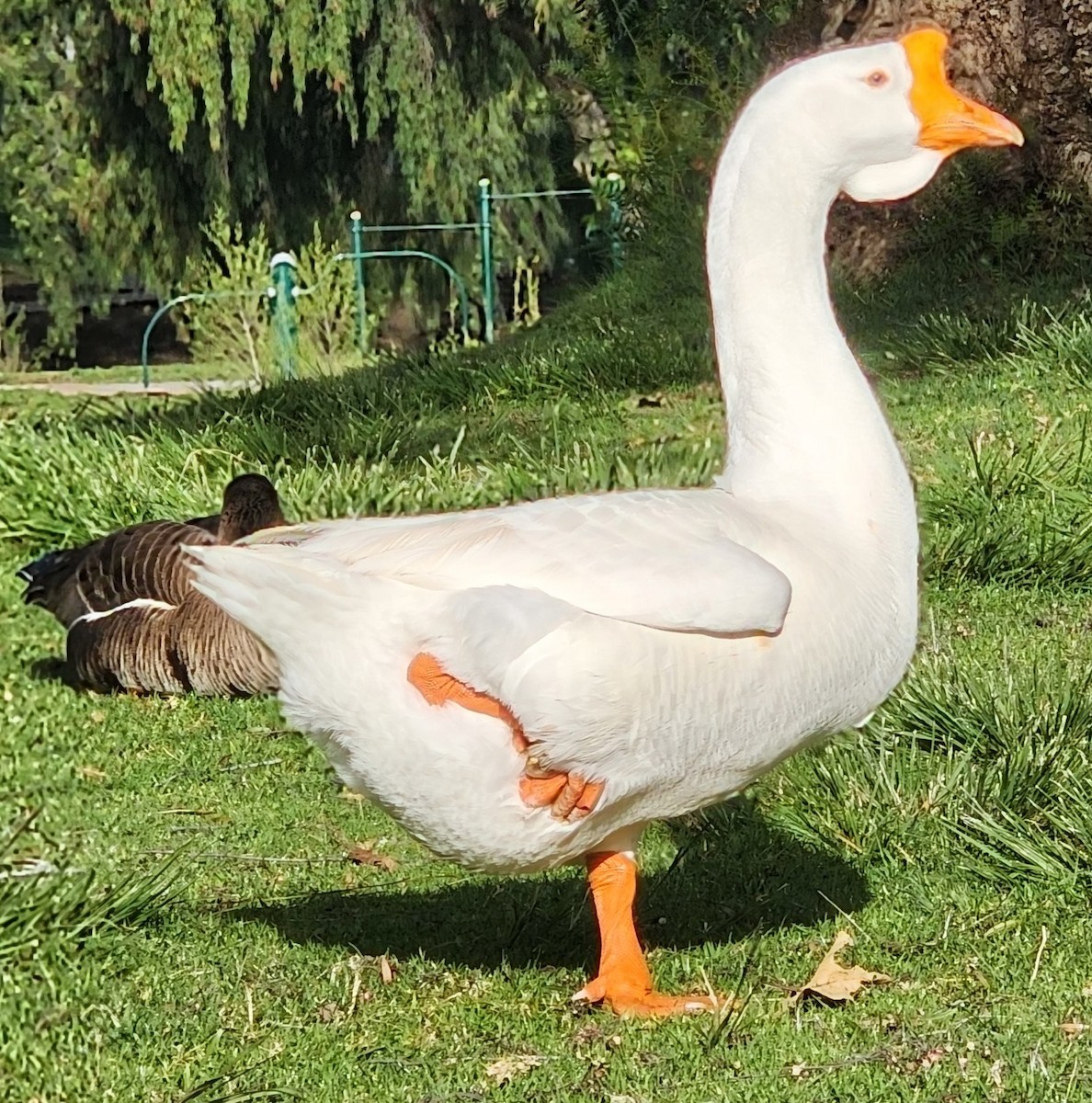 Domestic goose sp. (Domestic type) - Shari Birder