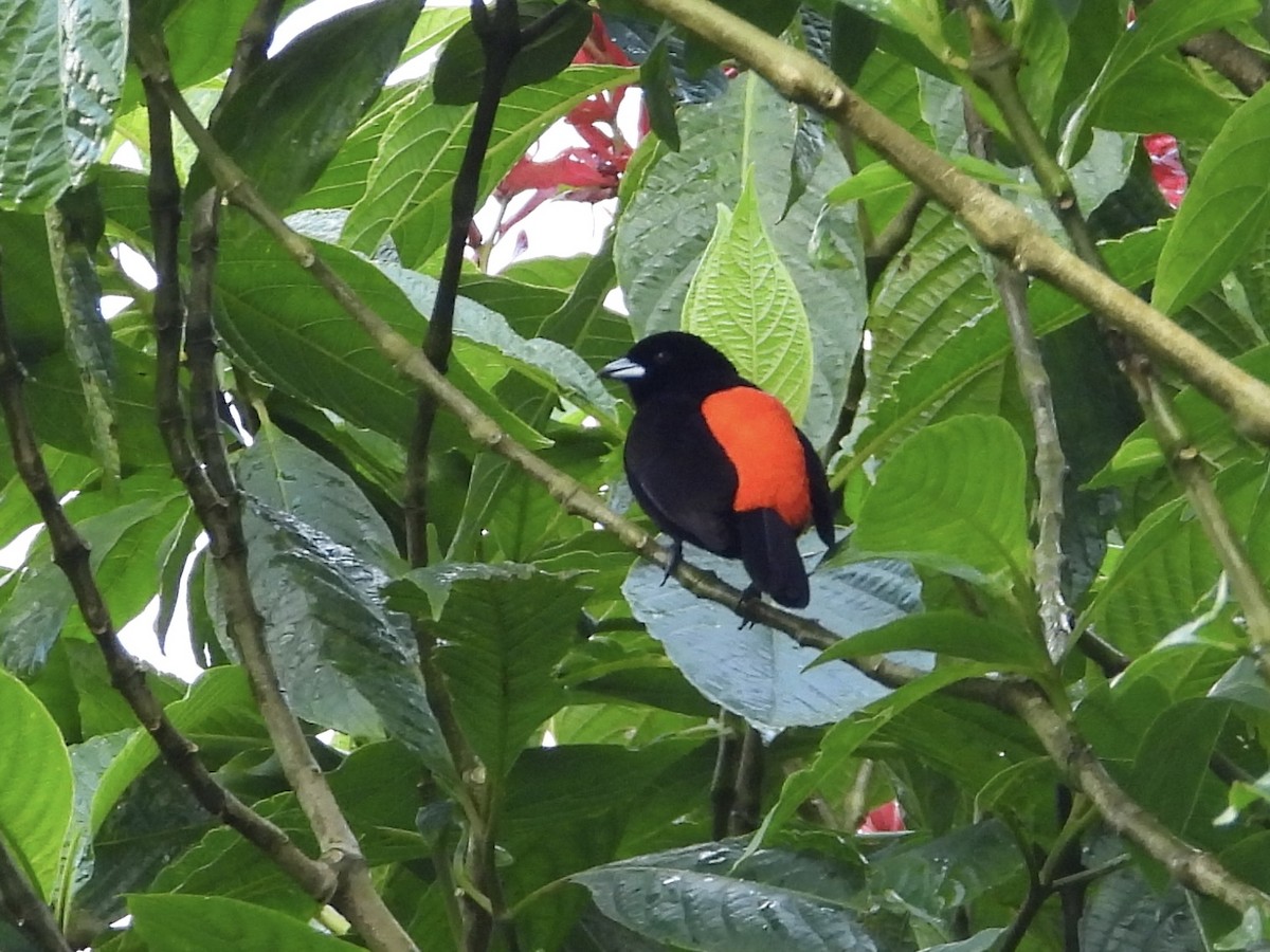 Scarlet-rumped Tanager - ML616785323