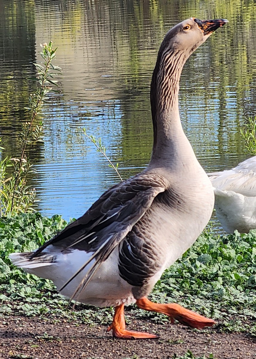 Graylag Goose (Domestic type) - Shari Birder