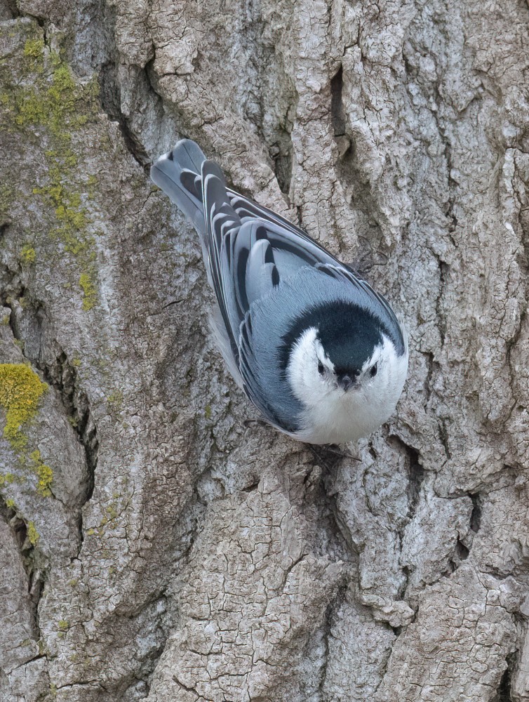 White-breasted Nuthatch - ML616785354