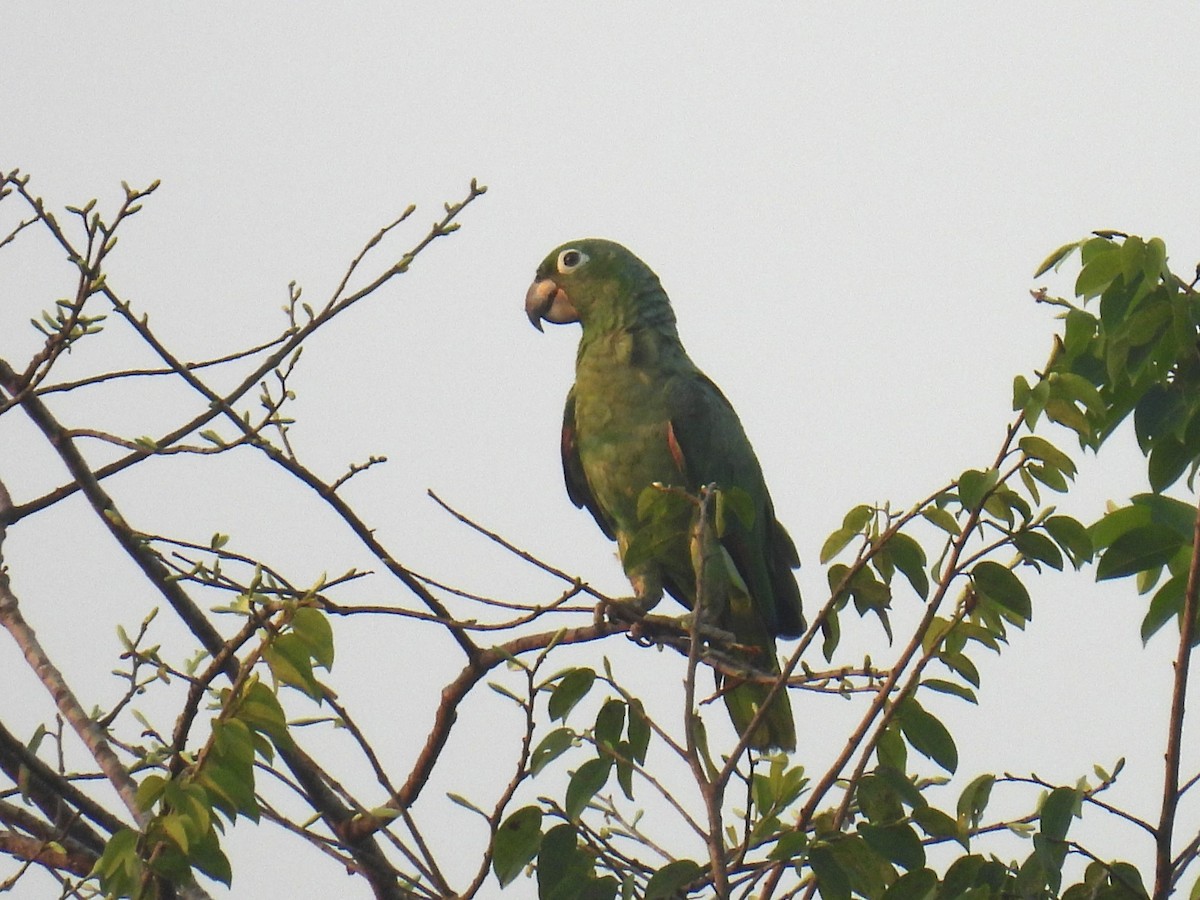 Mealy Parrot - ML616785375